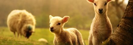 Easter Retreat/Retreat de Paste – The Christed Energy Retreat